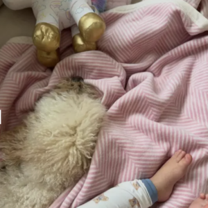 Read more about the article Where Would VentureMom Shop for cozy blankets that last a lifetime?